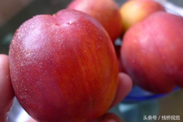 桃驳李是油桃吗,桃布李是油桃吗(长得像李子又像桃不过浑身油滑没有毛) 桃驳李是油桃吗,桃布李是油桃吗(长得像李子又像桃不过浑身油滑没有毛)