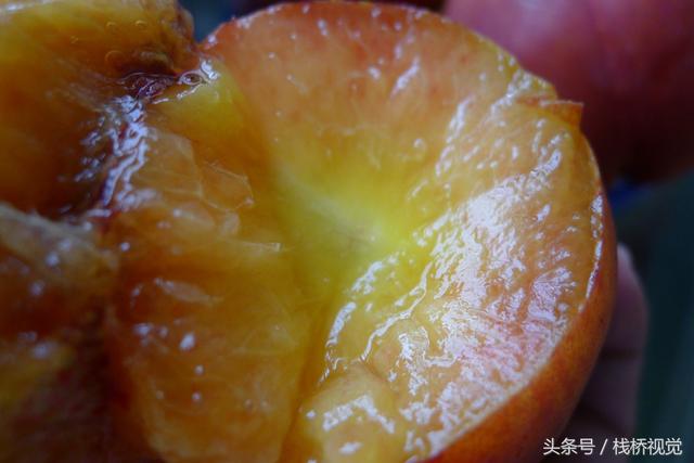 桃驳李是油桃吗,桃布李是油桃吗(长得像李子又像桃不过浑身油滑没有毛) 桃驳李是油桃吗,桃布李是油桃吗(长得像李子又像桃不过浑身油滑没有毛)