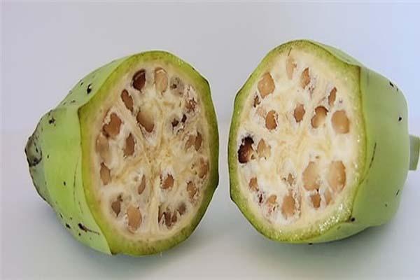 香焦有种子吗，香蕉是长在树上的吗（要种植香蕉该怎么办）