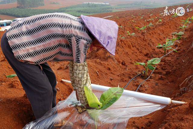香焦有种子吗，香蕉是长在树上的吗（要种植香蕉该怎么办）