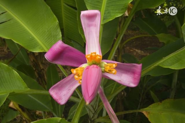 香焦有种子吗，香蕉是长在树上的吗（要种植香蕉该怎么办）