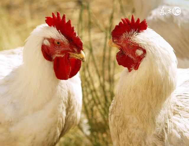 69年属鸡53岁命中注定，69年属鸡54岁命中注定2023（1969年属鸡的人）