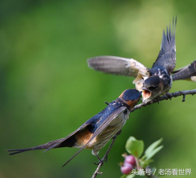 燕子吃什么东西怎么喂养，燕子吃什么（拍摄燕子妈妈辛勤喂食小燕子的精彩过程）