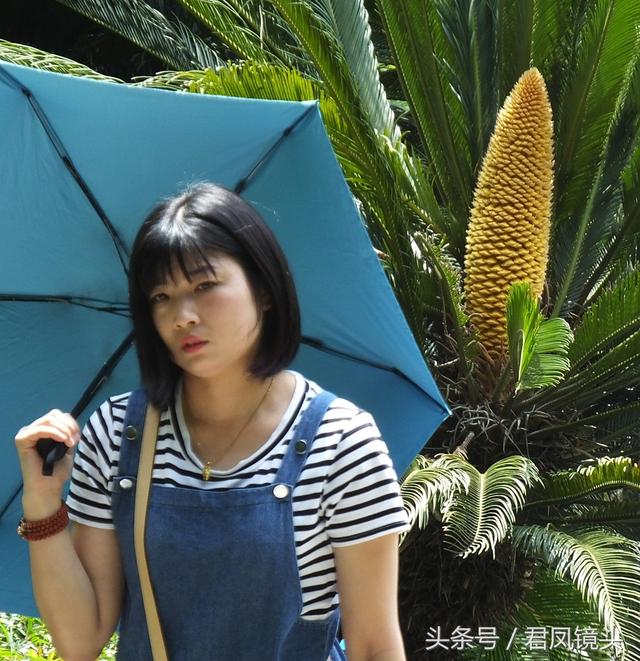铁树花的功效与作用及食用方法，铁树果泡酒治风湿（雄花批发售价100-400元一公斤）