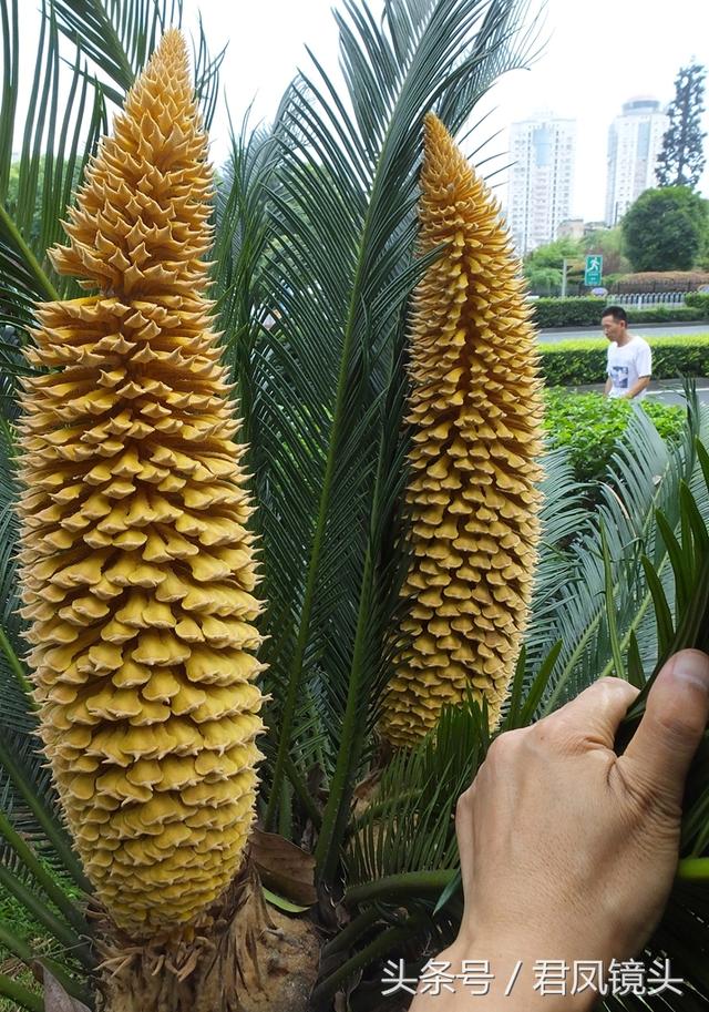 铁树花的功效与作用及食用方法，铁树果泡酒治风湿（雄花批发售价100-400元一公斤）
