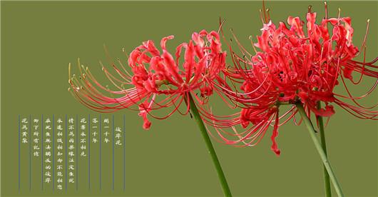 世界上最悲伤的花语,彼岸花认第二没有花敢认第一!看的眼泪止不住了!