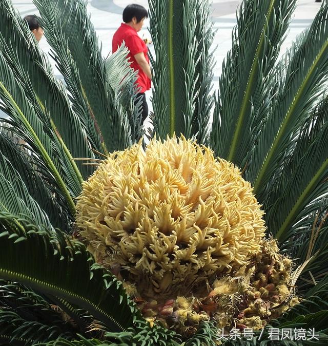 铁树花的功效与作用及食用方法，铁树果泡酒治风湿（雄花批发售价100-400元一公斤）