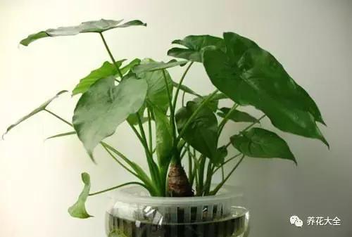 相思豆有毒吗，植物相思豆有毒吗（家里有老人孩子的千万注意）