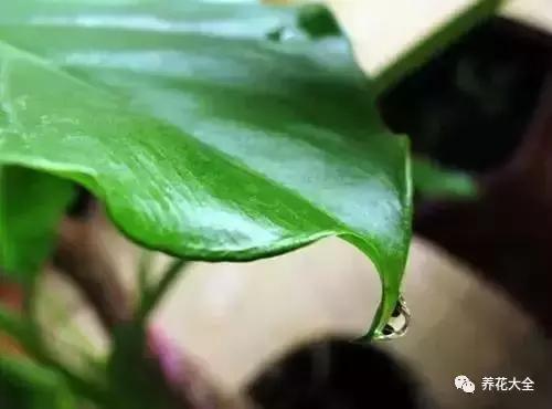 相思豆有毒吗，植物相思豆有毒吗（家里有老人孩子的千万注意）