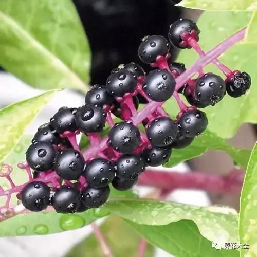相思豆有毒吗，植物相思豆有毒吗（家里有老人孩子的千万注意）