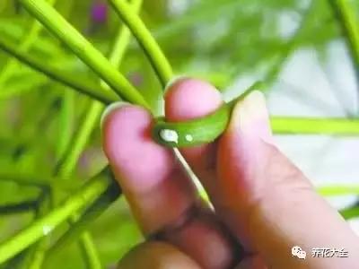 相思豆有毒吗，植物相思豆有毒吗（家里有老人孩子的千万注意）