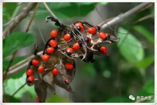 相思豆有毒吗，植物相思豆有毒吗（家里有老人孩子的千万注意）