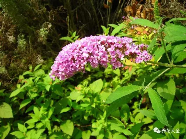 相思豆有毒吗，植物相思豆有毒吗（家里有老人孩子的千万注意）