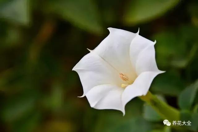 相思豆有毒吗，植物相思豆有毒吗（家里有老人孩子的千万注意）