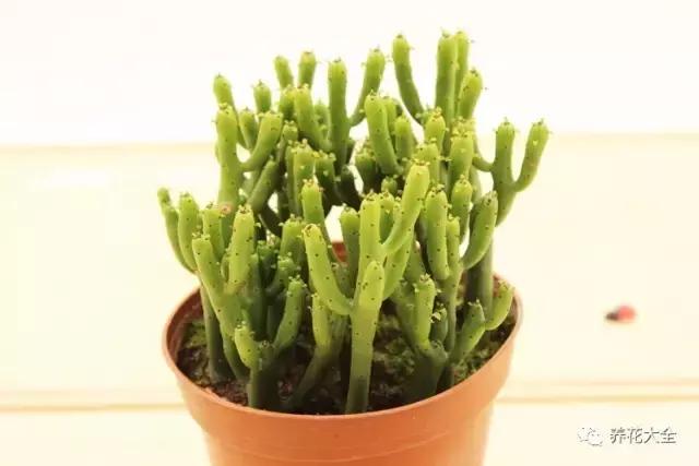 相思豆有毒吗，植物相思豆有毒吗（家里有老人孩子的千万注意）