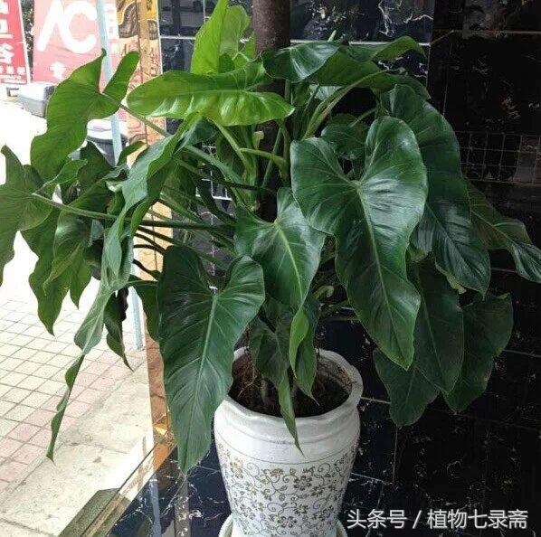 喜林芋的养殖方法，心叶喜林芋的养殖方法（花店老板私藏的养护秘诀）