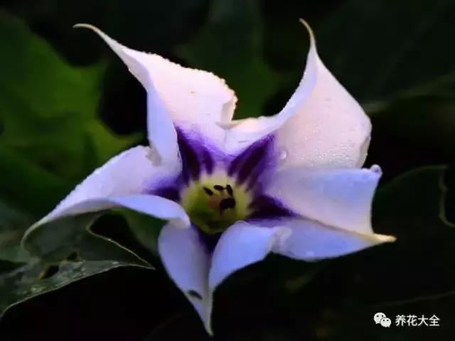 相思豆有毒吗，植物相思豆有毒吗（家里有老人孩子的千万注意）