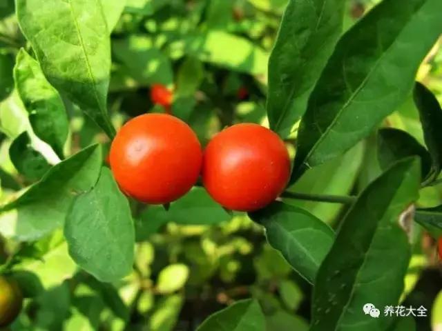 相思豆有毒吗，植物相思豆有毒吗（家里有老人孩子的千万注意）