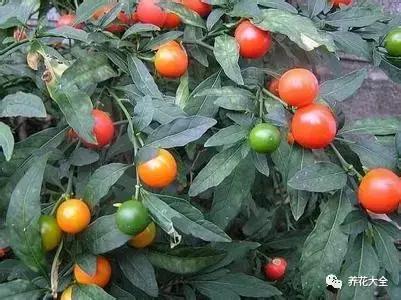 相思豆有毒吗，植物相思豆有毒吗（家里有老人孩子的千万注意）