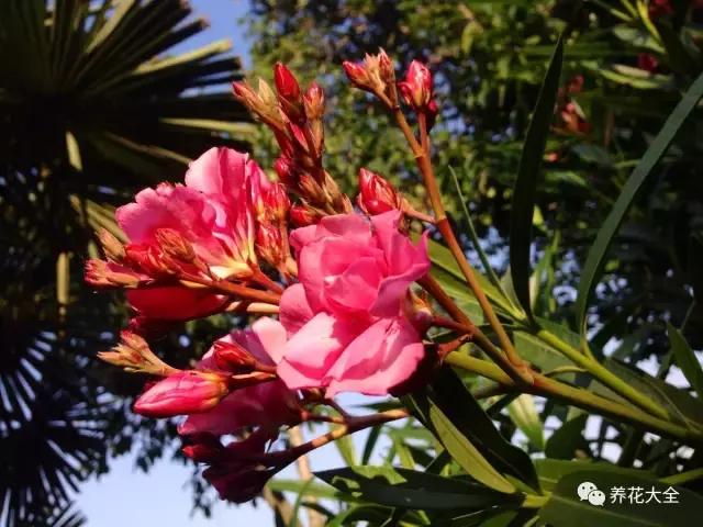 相思豆有毒吗，植物相思豆有毒吗（家里有老人孩子的千万注意）
