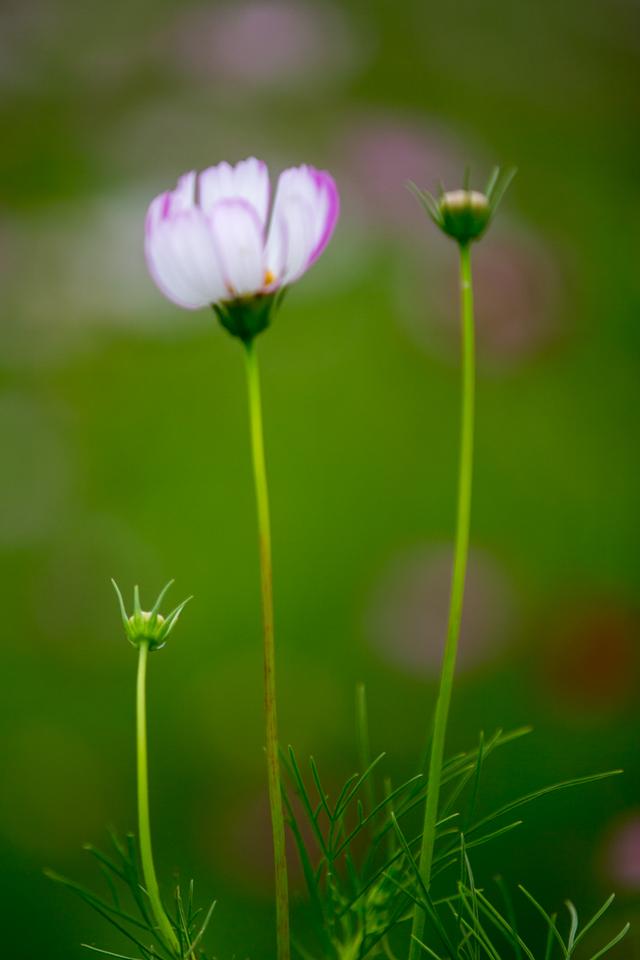 洛桑花的功效，马桑花有什么功效（它具清热、利尿、催吐、消炎、止痛的功效）