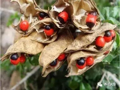 相思豆有毒吗，植物相思豆有毒吗（家里有老人孩子的千万注意）