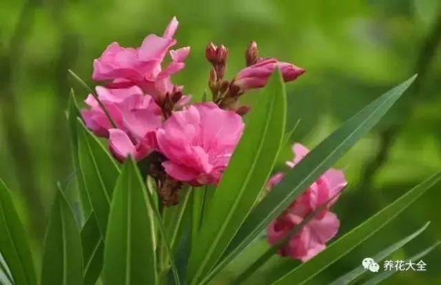 相思豆有毒吗，植物相思豆有毒吗（家里有老人孩子的千万注意）