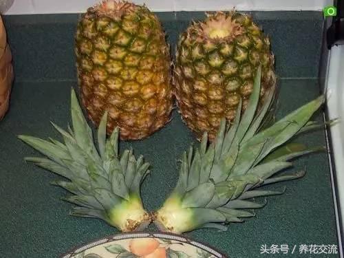 菠萝种植方法盆栽，盆栽种植菠萝的方法（菠萝的叶冠用一杯水就能养成窗台盆栽）