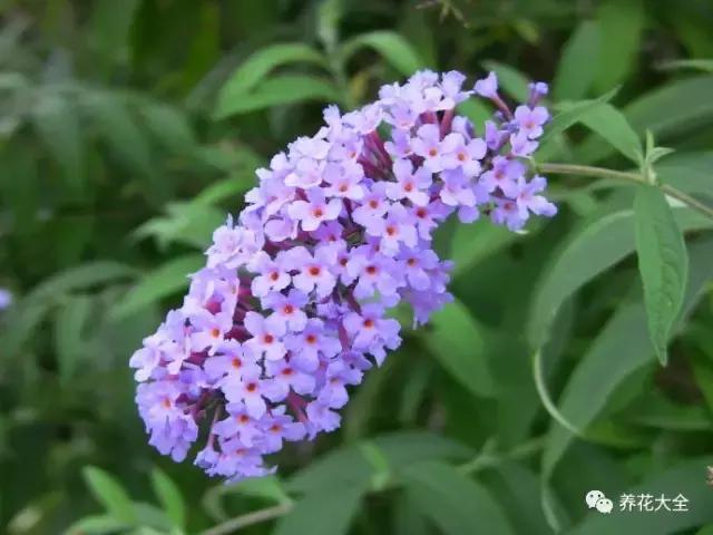 相思豆有毒吗，植物相思豆有毒吗（家里有老人孩子的千万注意）