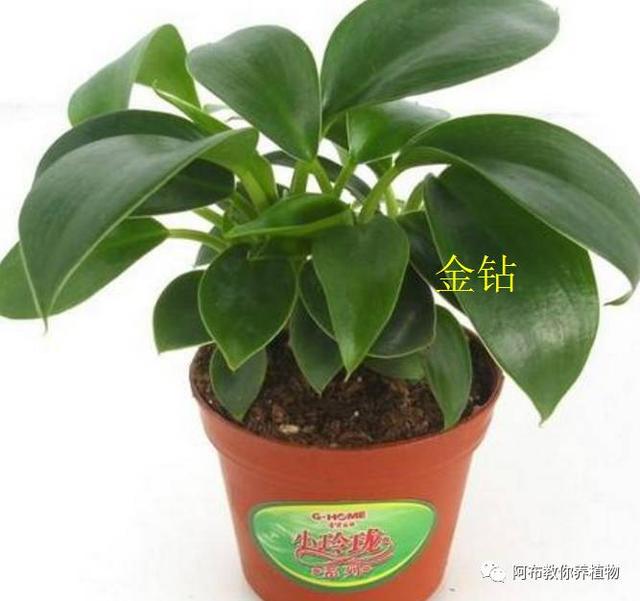 怎样区分金钻花和红钻花,金钻花和红钻哪个贵(只有学会培土,才能养好