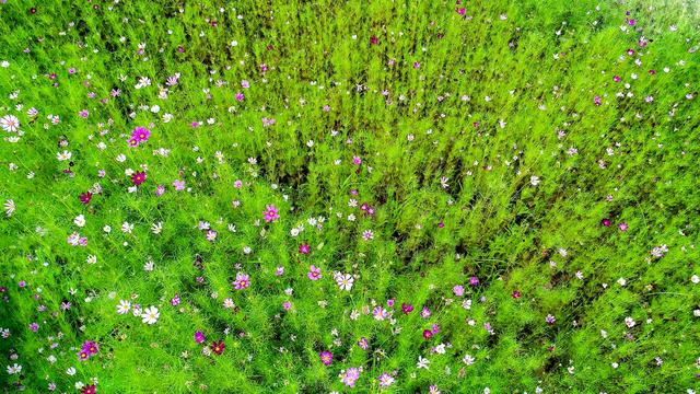 洛桑花的功效，马桑花有什么功效（它具清热、利尿、催吐、消炎、止痛的功效）