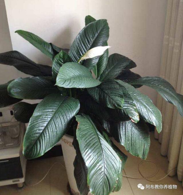 5 绿萝,万年青,豆瓣绿,金钻,红钻,吊兰,袖珍椰子,蕨类植物,竹芋类植物