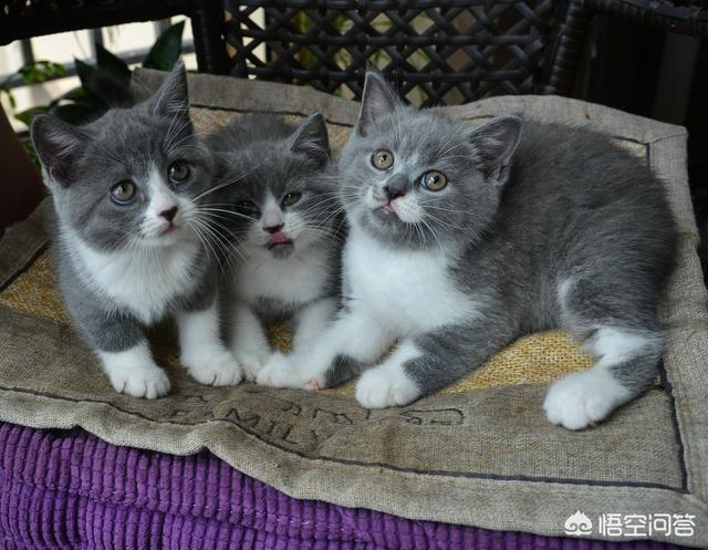 猫科动物有哪些，38种猫科动物大全（它们的分布概况和生存现状如何）