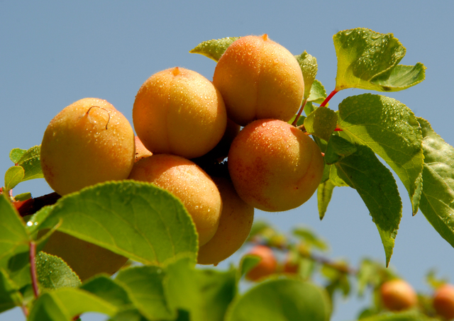 体面的意思，怎样做一个体面的人（只讲体面的意思）