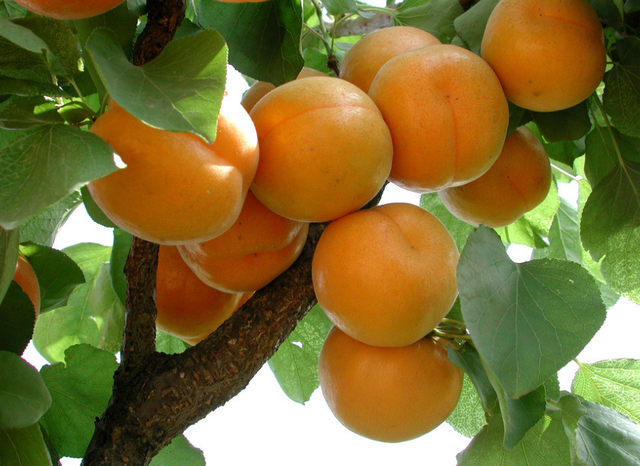 体面的意思，怎样做一个体面的人（只讲体面的意思）