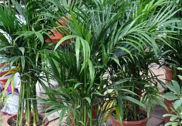 袖珍椰子的寓意，代表事业步步高升的植物（凤尾竹、散尾葵、富贵椰子、夏威夷椰子、袖珍椰子）