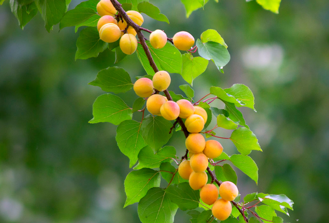 体面的意思，怎样做一个体面的人（只讲体面的意思）