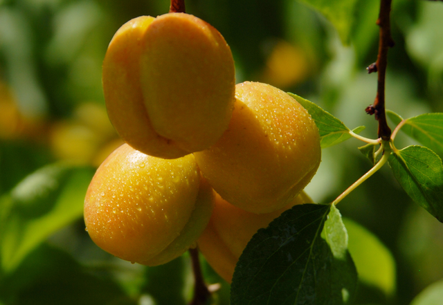 体面的意思，怎样做一个体面的人（只讲体面的意思）