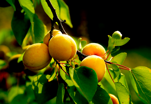 体面的意思，怎样做一个体面的人（只讲体面的意思）