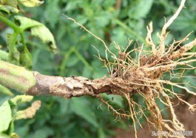 茄子坏了什么样图片，怎么判断茄子坏了（四张图教你区分茄子的两种重要病害）