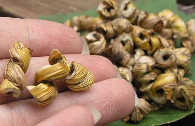 金钗石斛多少钱一斤，野生金钗石斛几万一斤（教你金钗石斛的鉴别方法）