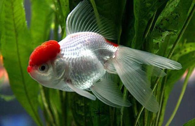 给金鱼换水什么时间最好，什么时候给金鱼换水最好（金鱼的换水方法是什么）