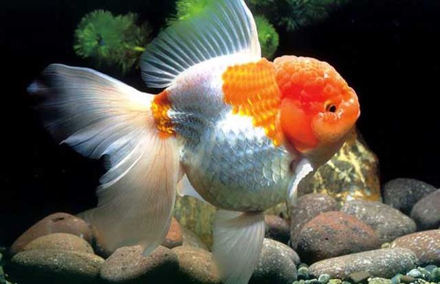 给金鱼换水什么时间最好，什么时候给金鱼换水最好（金鱼的换水方法是什么）