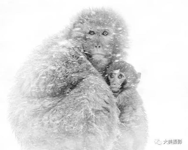 我愿为你电牛子网名，我愿为你电牛子微信昵称（“大美平武”全国摄影大赛获奖作品公布）