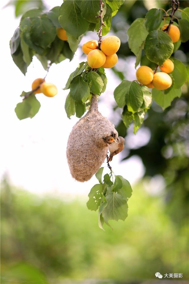 我愿为你电牛子网名，我愿为你电牛子微信昵称（“大美平武”全国摄影大赛获奖作品公布）