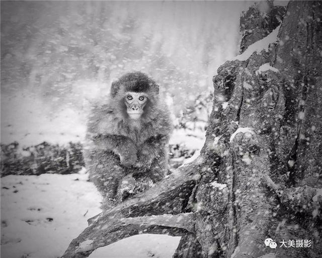 我愿为你电牛子网名，我愿为你电牛子微信昵称（“大美平武”全国摄影大赛获奖作品公布）
