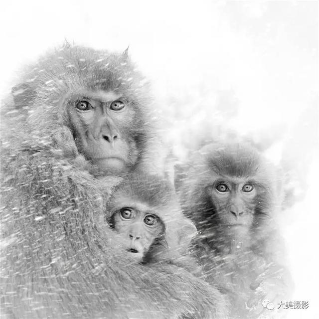 我愿为你电牛子网名，我愿为你电牛子微信昵称（“大美平武”全国摄影大赛获奖作品公布）