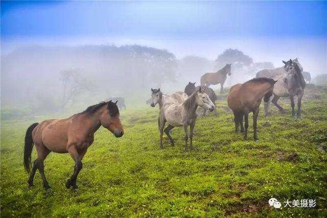 我愿为你电牛子网名，我愿为你电牛子微信昵称（“大美平武”全国摄影大赛获奖作品公布）