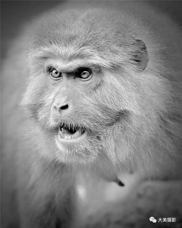 我愿为你电牛子网名，我愿为你电牛子微信昵称（“大美平武”全国摄影大赛获奖作品公布）