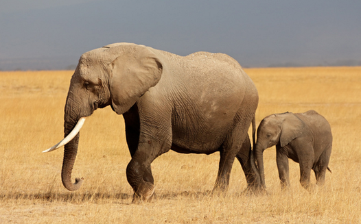 大象体重大约多少吨，大象体重是8吨还是8千克（大象：最大的陆地动物）